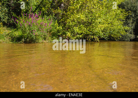 Vegetation, Alberche Flussufer in Toledo, Castilla La Mancha, Spanien Stockfoto