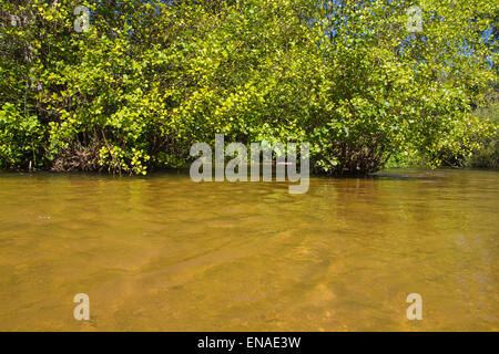 Fluss, Alberche Flussufer in Toledo, Castilla La Mancha, Spanien Stockfoto