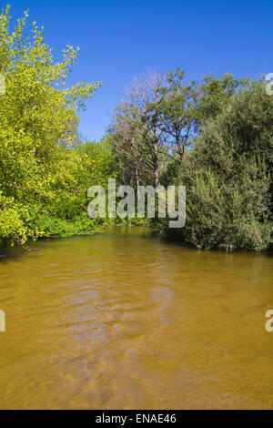 Flussvegetation, Alberche Flussufer in Toledo, Castilla La Mancha, Spanien Stockfoto