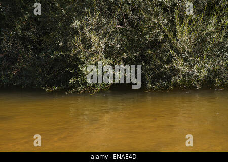 Naturpark, Alberche Flussufer in Toledo, Castilla La Mancha, Spanien Stockfoto