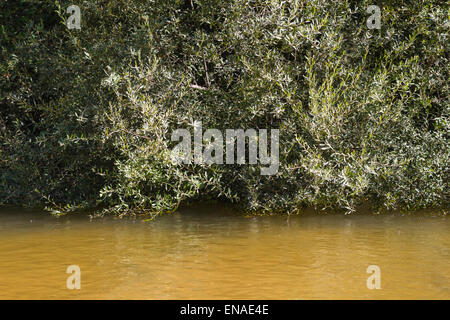 Naturpark, Alberche Flussufer in Toledo, Castilla La Mancha, Spanien Stockfoto