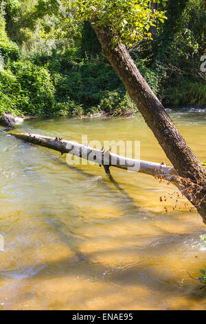 Umgestürzter Baum auf dem Fluss, Alberche Flussufer in Toledo, Castilla La Mancha, Spanien Stockfoto