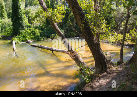 Umgestürzter Baum auf dem Fluss, Alberche Flussufer in Toledo, Castilla La Mancha, Spanien Stockfoto