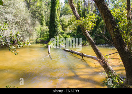 Umgestürzter Baum auf dem Fluss, Alberche Flussufer in Toledo, Castilla La Mancha, Spanien Stockfoto