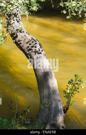 Umgestürzter Baum auf dem Fluss, Alberche Flussufer in Toledo, Castilla La Mancha, Spanien Stockfoto