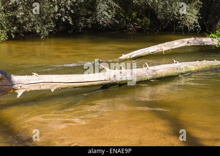 Umgestürzter Baum auf dem Fluss, Alberche Flussufer in Toledo, Castilla La Mancha, Spanien Stockfoto