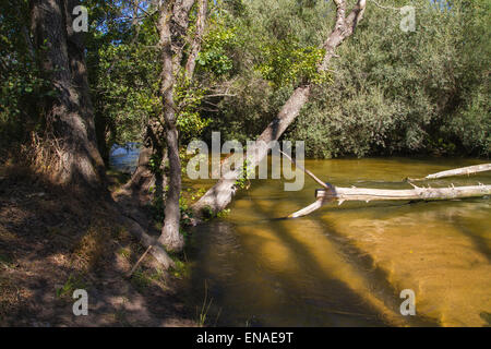 Umgestürzter Baum auf dem Fluss, Alberche Flussufer in Toledo, Castilla La Mancha, Spanien Stockfoto