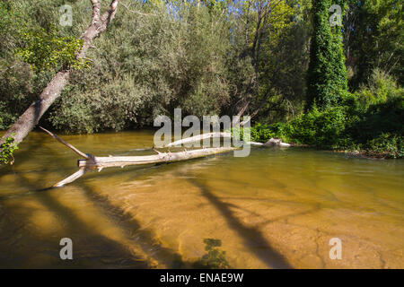 Umgestürzter Baum auf dem Fluss, Alberche Flussufer in Toledo, Castilla La Mancha, Spanien Stockfoto