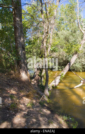 Umgestürzter Baum auf dem Fluss, Alberche Flussufer in Toledo, Castilla La Mancha, Spanien Stockfoto