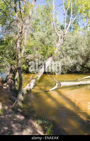 Umgestürzter Baum auf dem Fluss, Alberche Flussufer in Toledo, Castilla La Mancha, Spanien Stockfoto