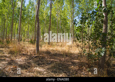 künstliche Wald Plantage, Alleen Toledo, Castilla La Mancha, Spanien Stockfoto