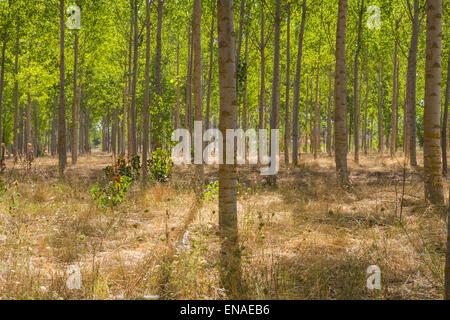 künstliche Wald Plantage, Alleen Toledo, Castilla La Mancha, Spanien Stockfoto