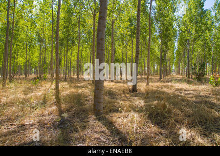 künstliche Wald Plantage, Alleen Toledo, Castilla La Mancha, Spanien Stockfoto