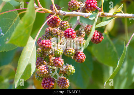 Beeren auf einem Busch in der Nähe des Flusses Alberche in Spanien Stockfoto