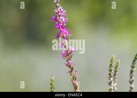 Beeren auf einem Busch in der Nähe des Flusses Alberche in Spanien Stockfoto