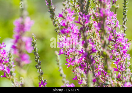 Beeren auf einem Busch in der Nähe des Flusses Alberche in Spanien Stockfoto