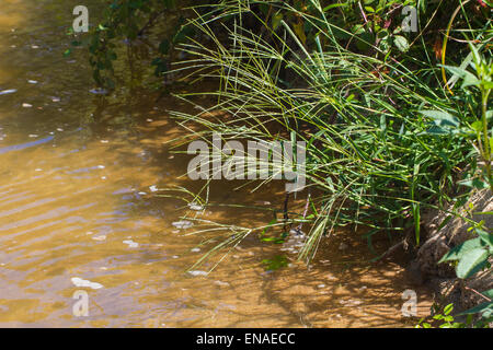 Bäume entlang des Flusses Alberche in Spanien Stockfoto