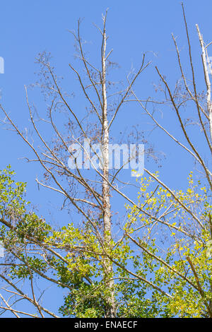 Bäume entlang des Flusses Alberche in Spanien Stockfoto