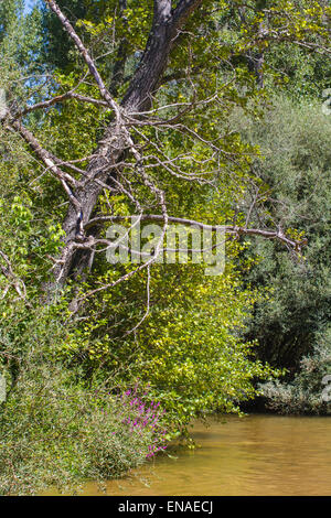 Bäume entlang des Flusses Alberche in Spanien Stockfoto