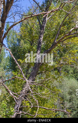 Bäume entlang des Flusses Alberche in Spanien Stockfoto