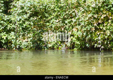 Bäume entlang des Flusses Alberche in Spanien Stockfoto