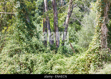 Bäume entlang des Flusses Alberche in Spanien Stockfoto