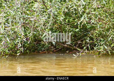 Bäume entlang des Flusses Alberche in Spanien Stockfoto