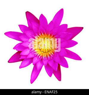 lila Lotusblüte isoliert auf weißem Hintergrund Stockfoto