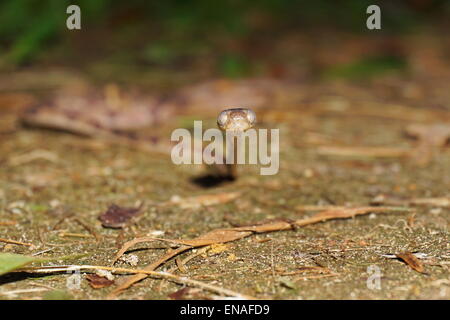 Seltsame Kopf unter der Leitung von Blunt Rebe Schlange, Imantodes Lentiferus, auf den Boden, Panama, Mittelamerika Stockfoto