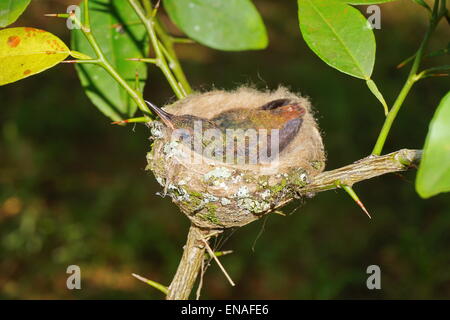 Jungvogel rufous-tailed Kolibris in das Nest, Panama, Mittelamerika Stockfoto