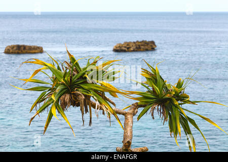 Kleine Palme an blauen tropischen sehen, Philippinen Boracay island Stockfoto