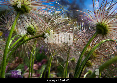 Pasque Blume, Pulsatilla Samen Köpfe gegangen, um Samen Stockfoto