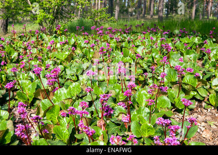 Bergenia cordifolia wachsen in einem Garten am Rande eines Waldes Stockfoto