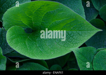 Sibirische Bugloss Brunnera Macrophylla, Blätter Stockfoto