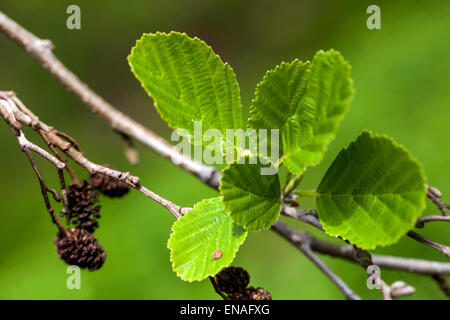 Gemeine Erle, Schwarze Erle, Europäische Erle, Alnus glutinosa, neue Blätter, alte Zapfen Stockfoto