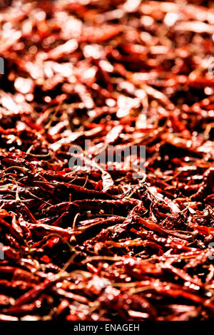 Rote Chilis in der Sonne getrocknet wird. Stockfoto