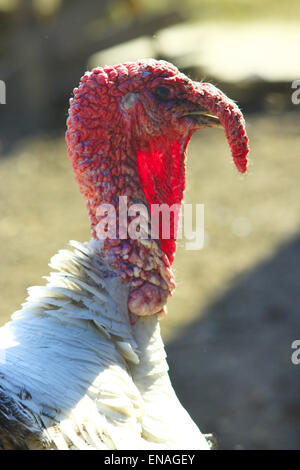 Türkische Rote Kopf Nahaufnahme mit hängenden Nase Stockfoto