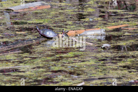 Zwei bemalte Schildkröten, eine auf ein Protokoll und die andere Klettern auf das Protokoll, tanken Sie Sonne im Feuchtgebiet marsh Stockfoto