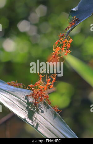 rote Ameisen in der grünen Natur oder im Garten Stockfotografie Alamy