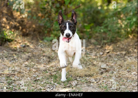 Einen guten Rutsch begeistert junge Hund ist laufen und springen im Freien mit seiner Zunge hängt heraus. Stockfoto