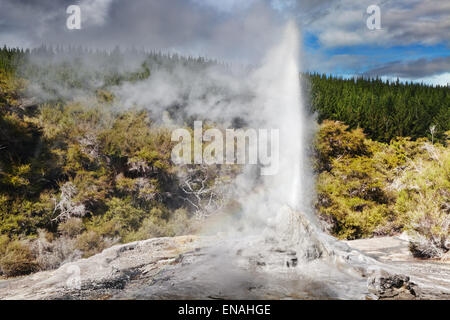 Lady Knox Geyser Ausbruch, Waiotapu, Neuseeland Stockfoto