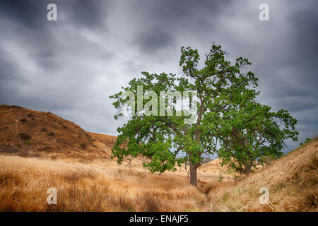 Grüne Eiche Baum steht auf einem Bergrücken von braunem Gras unter einem stürmischen Himmel in den Hügeln des südlichen Kalifornien. Stockfoto