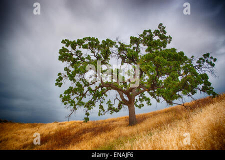 Grüne Eiche Baum steht auf einem Bergrücken von braunem Gras unter einem stürmischen Himmel in den Hügeln des südlichen Kalifornien. Stockfoto