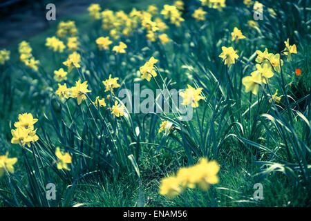 Narzissen in einem Park im Frühling, in der Nähe von Stroud genommen. Stockfoto