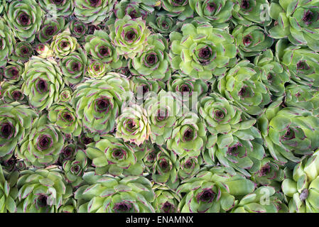 Hintergrund der Sukkulenten Pflanze der Gattung Sempervivum. Auch bekannt als Hauswurze oder "Henne und Küken" Stockfoto