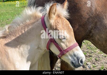 Beziehung zwischen Stute und Fohlen sind extrem wichtig für die Verklebung und funktionieren als mütterliche Nachkommen paar. Stockfoto