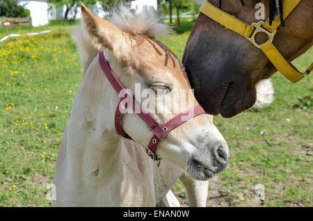 Beziehung zwischen Stute und Fohlen sind extrem wichtig für die Verklebung und funktionieren als mütterliche Nachkommen paar. Stockfoto