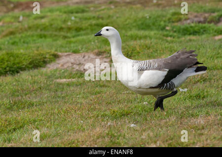 Männliche Upland oder Magellan Gans (Chloephaga Picta) ausgeführt, New Island, Falkland-Inseln Stockfoto