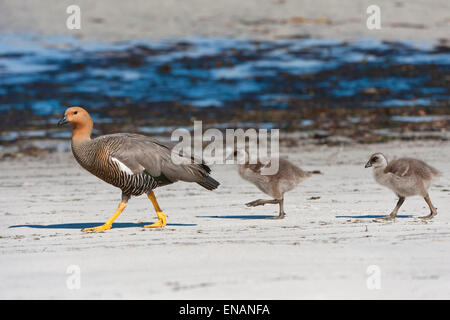 Weibliche Upland oder Magellan Gans (Chloephaga Picta) mit Küken auf dem Ufer, New Island, Falkland-Inseln Stockfoto