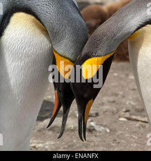 Paar von König Penguins (Aptenodytes Patagonicus), St. Andrews Bay, South Georgia Island Stockfoto